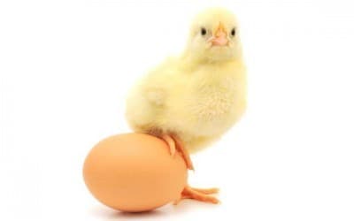En Internet es Importante Saber qué fue Primero: ¿El Huevo o la Gallina?