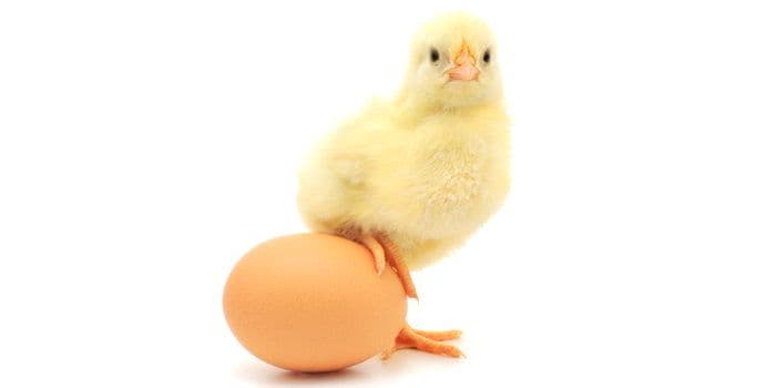 En Internet es Importante Saber qué fue Primero: ¿El Huevo o la Gallina?