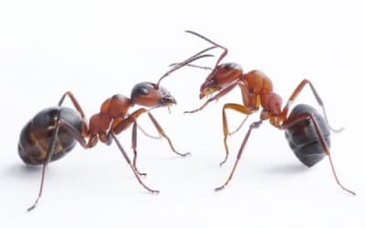 ¿Cuando fue la última vez que comiste hormigas? (en serio)