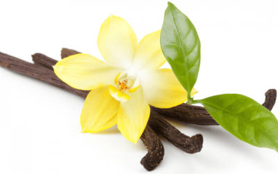 PRECAUCIÓN: la «vainilla» puede aniquilar tu negocio (antídoto adentro)