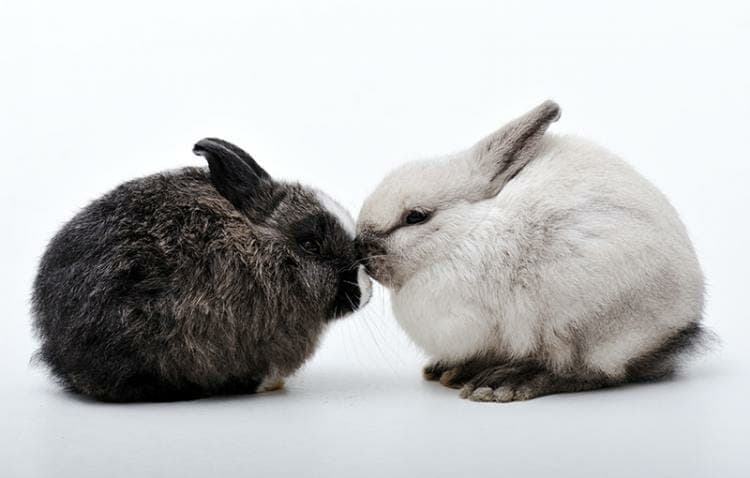 ¿Adquisición estrella o ventas corrientes? ¡Aprovecha las dos!