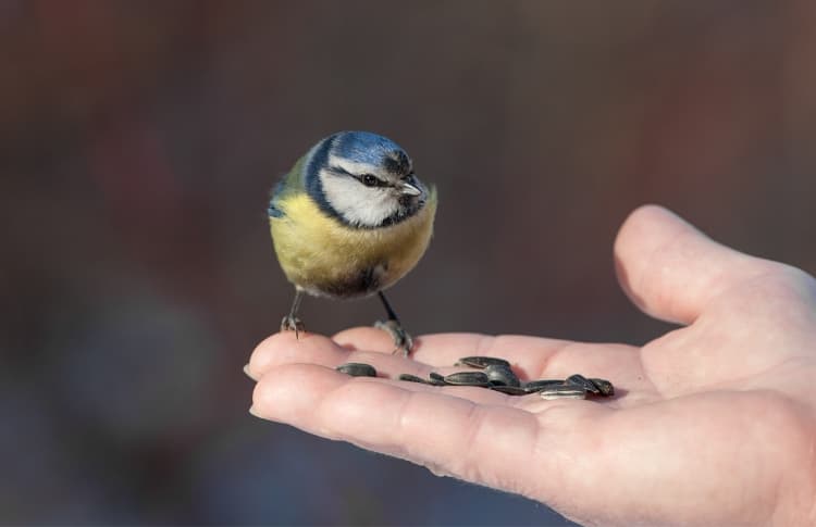 Confianza: no puedes venderle al mercado lo que no posees (no hay en ti)