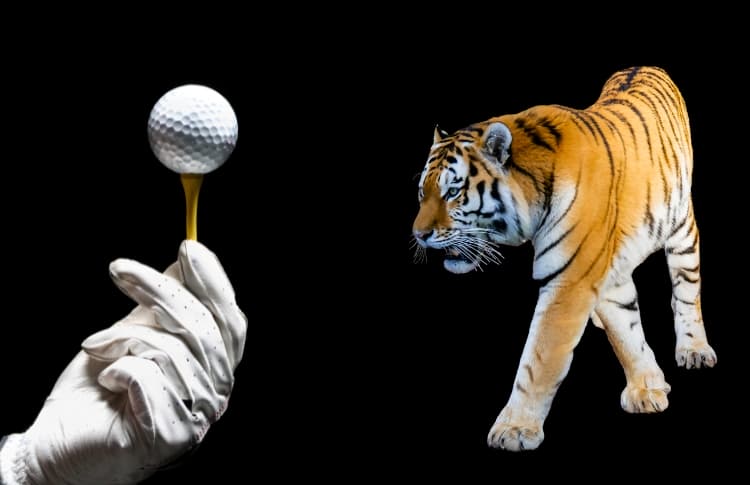 tiger-nike