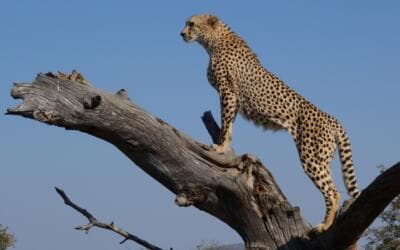 Cómo eres tú en el mercado: ¿como los galgos o como el guepardo?