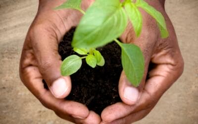 Nunca subestimes el poder de sembrar una semilla…