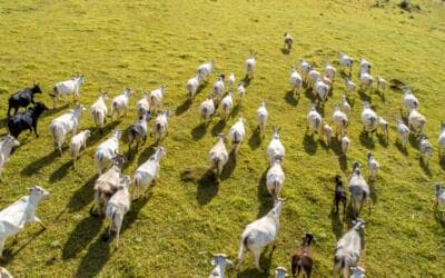 El ‘efecto rebaño’: qué es, cómo aprovecharlo y cómo evitar sus riesgos