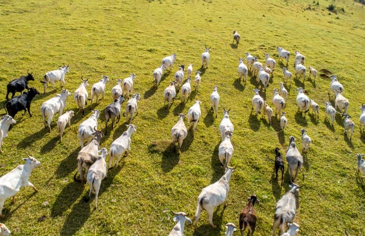 El ‘efecto rebaño’: qué es, cómo aprovecharlo y cómo evitar sus riesgos ...